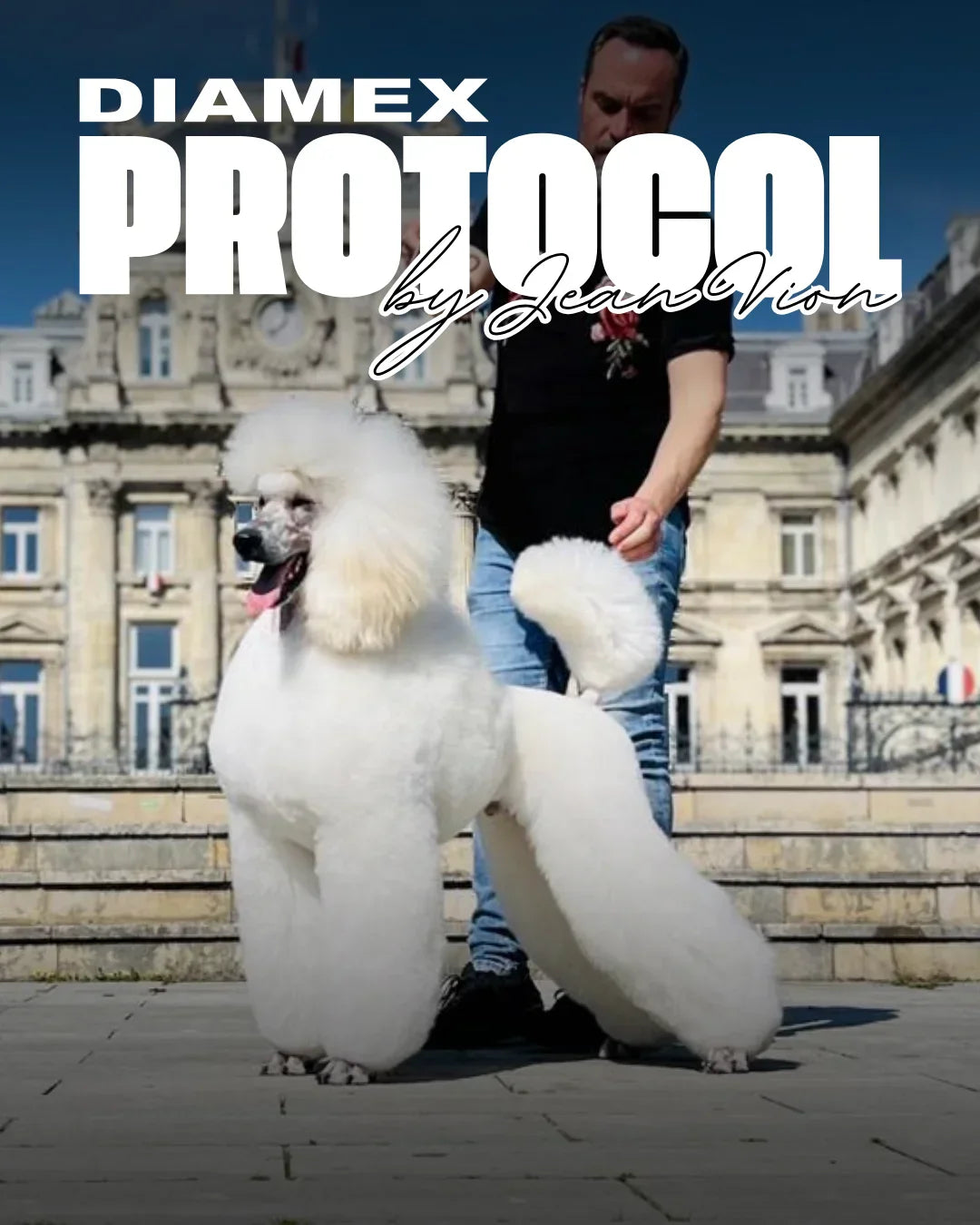 Protocol de toaletare Diamex pentru pudel – recomandat de Jean Vion